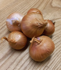 BIO Cibule šalotka Biztro – cibule Kiepenkerl